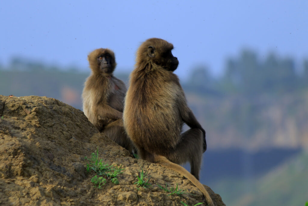 Gelada baboun