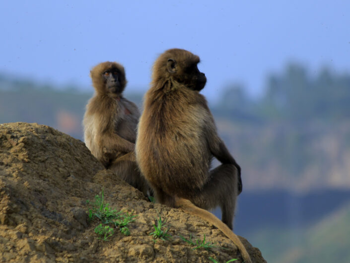 Gelada baboun