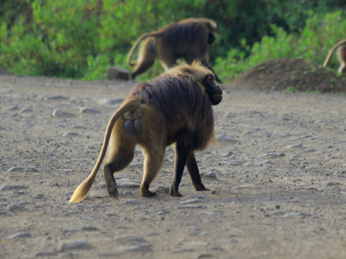 Gelada baboun