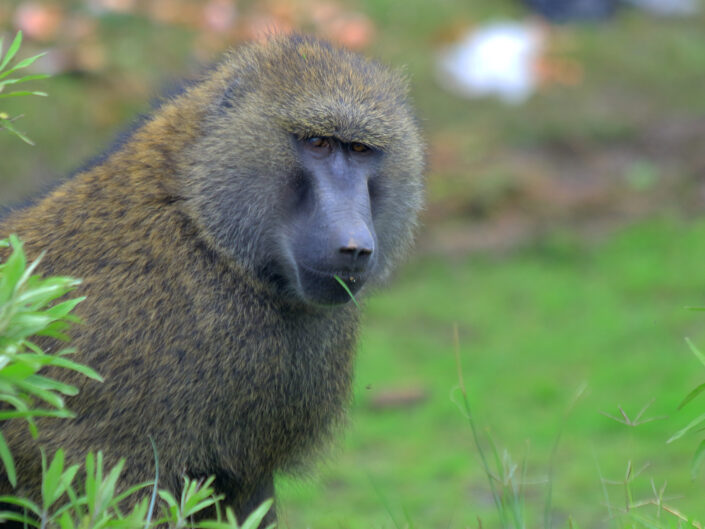 Baboon