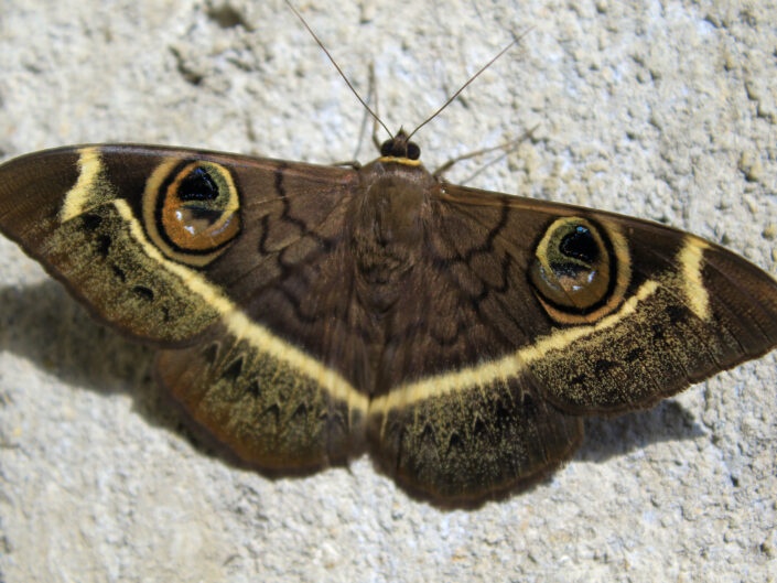 Cream-striped owl moth