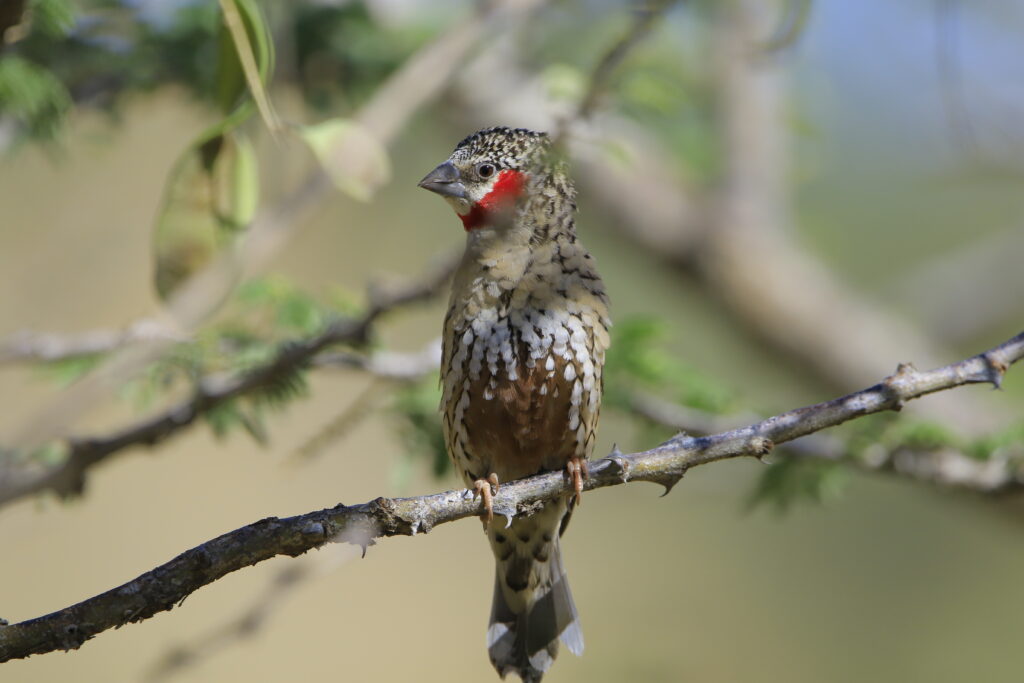 Cut-throat Finch Amadina fasciata