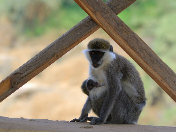 Grivet Monkey