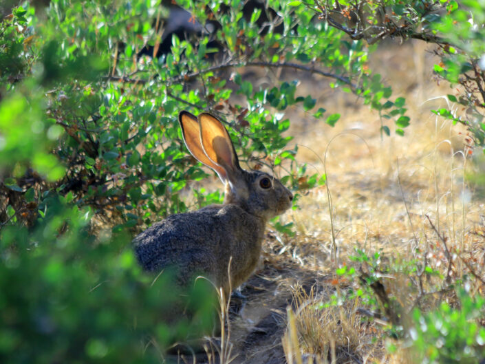 Rabbit-henuphotography-ethiopia