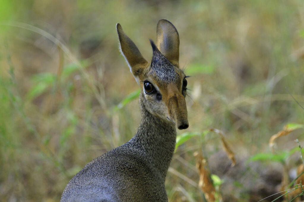 Dik dik ethiopia