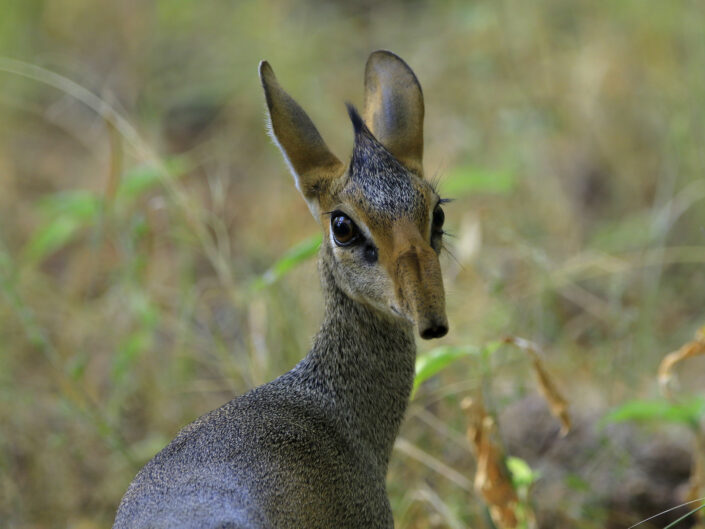 Dik dik ethiopia