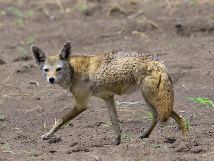 Red fox