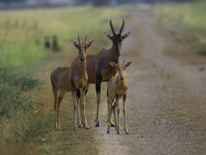 Mammals Ethiopia