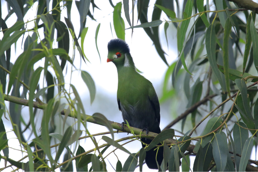 Henu photography birds gallery