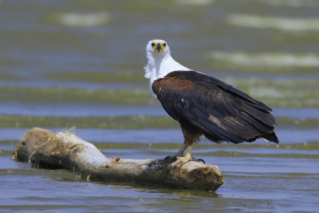 African fish Eagle Haliaeetus vocifer