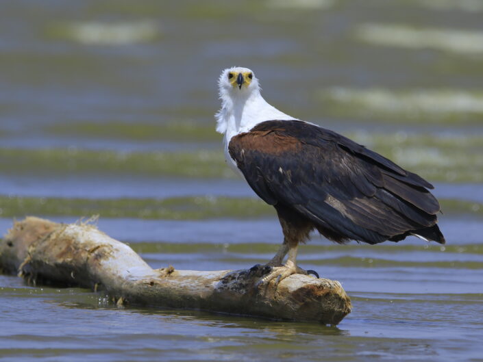 African fish Eagle Haliaeetus vocifer