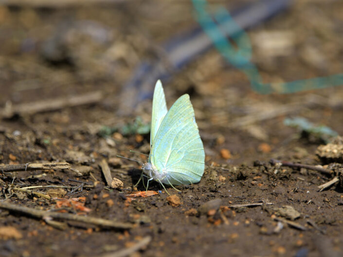 butterfly@henuphotography