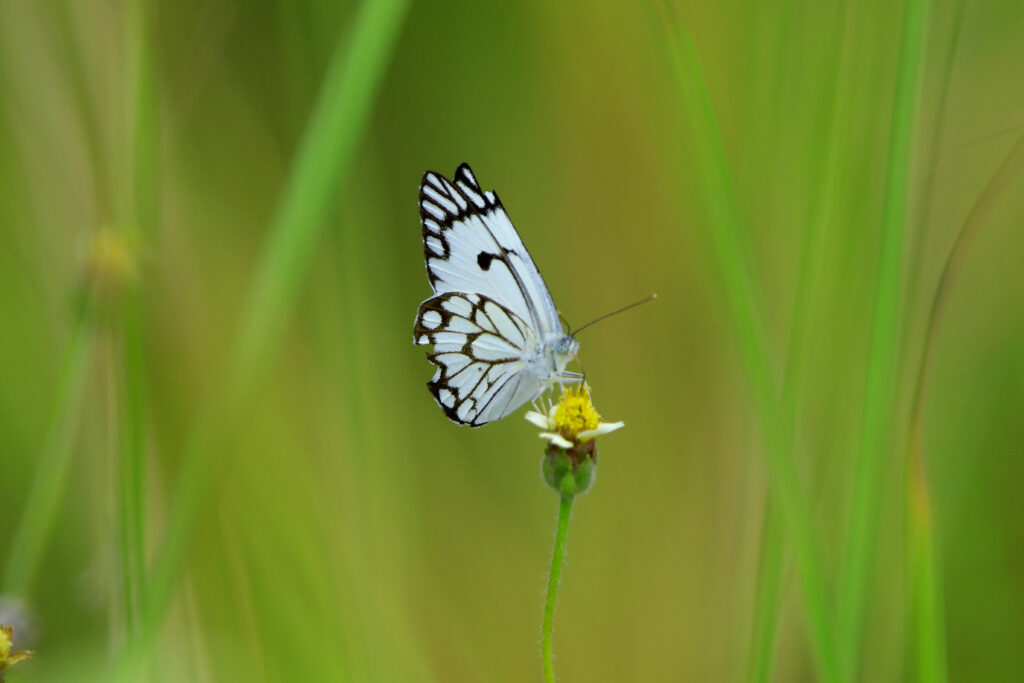 butterfly