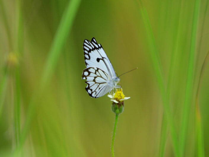 butterfly