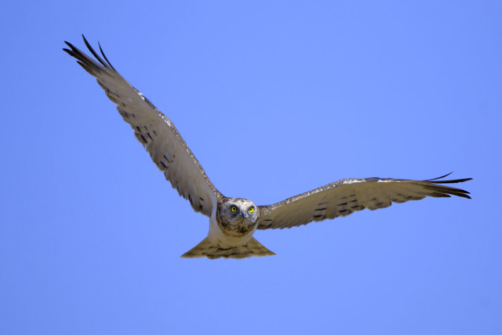 Black-chested snake eagle juv