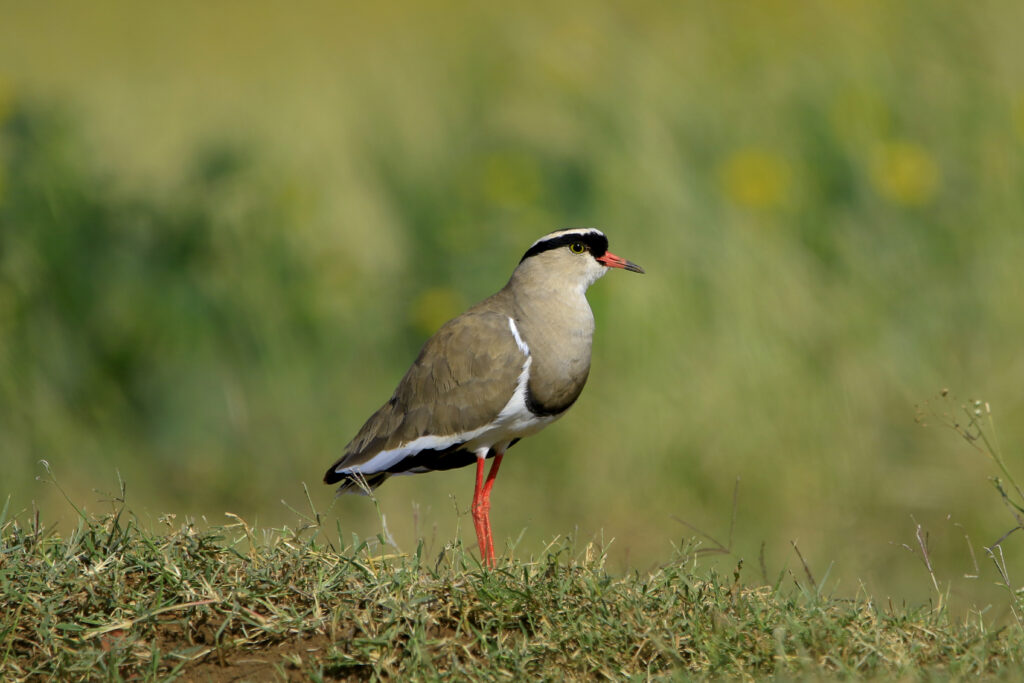 Crowned Lapwing