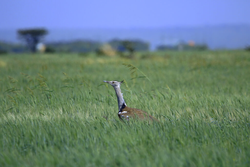 Kori bustard