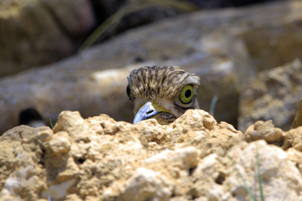 Spotted thick-knee (